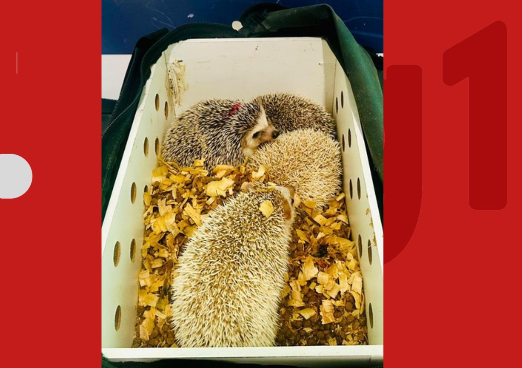 PRF apreende quatro ouriços pigmeus africanos dentro de ônibus interestadual na Bahia 