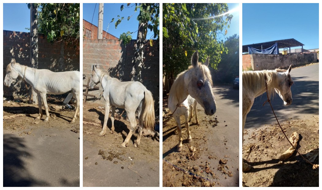 Cavalo com tumor é resgatado pela GCM em situação de maus-tratos em Leme