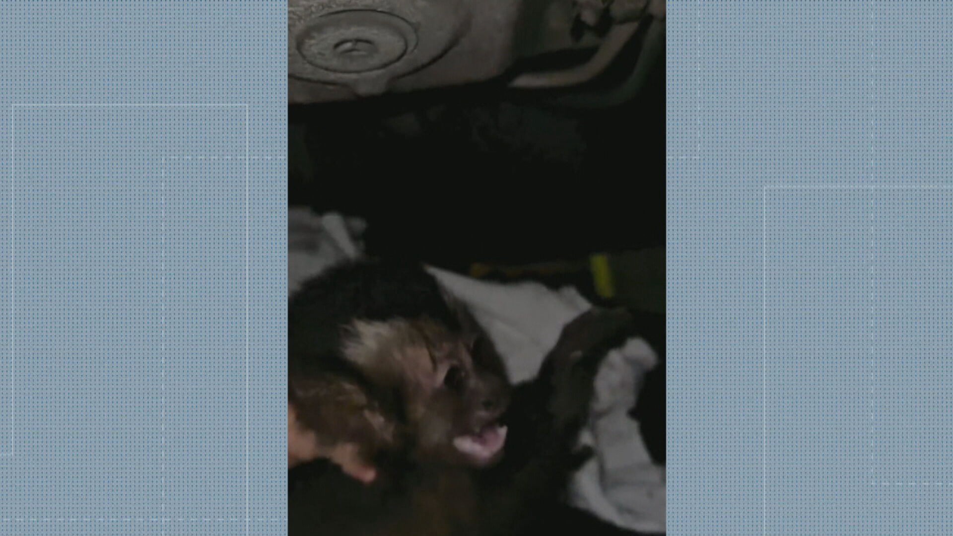 VÍDEO: Macaca é resgatada após ficar presa embaixo de carro em garagem no Jardim Botânico