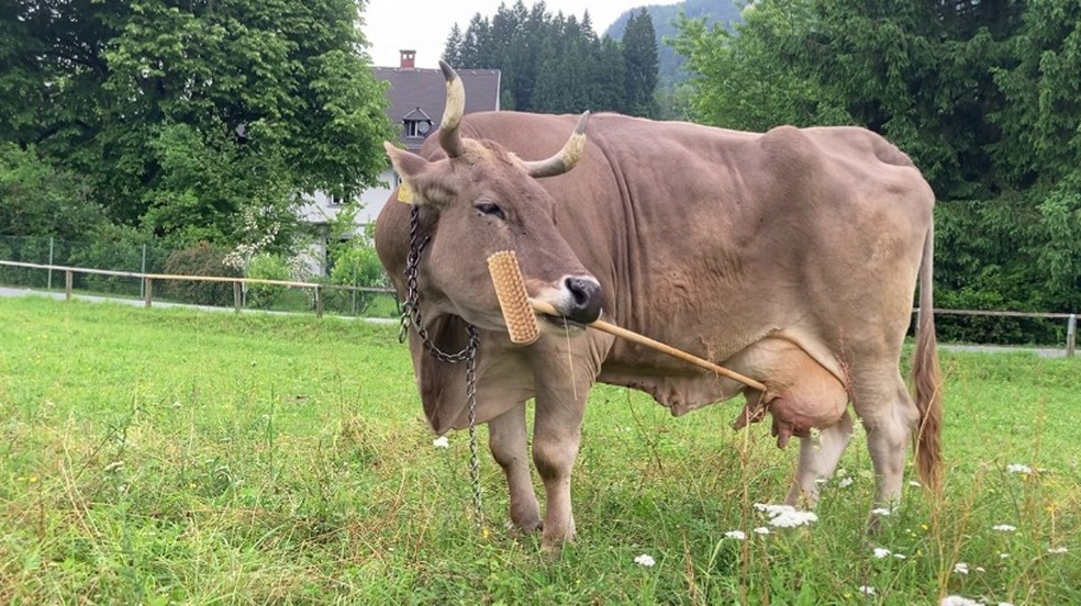 Vaca tinha habilidade de usar vassoura para se co&ccedil;ar &mdash; Foto: Divulga&ccedil;&atilde;o