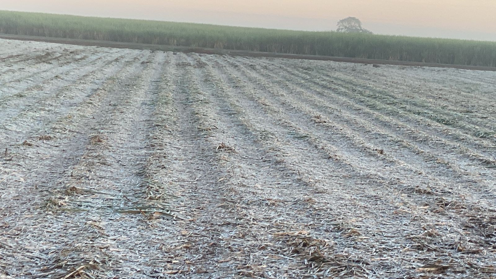 Frio e geada: com 1,2ºC, cidades da região de Ribeirão Preto têm menor temperatura do ano