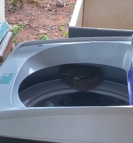 VÍDEO: Mulher encontra cobra cascavel escondida dentro de máquina de lavar, no Paraná 