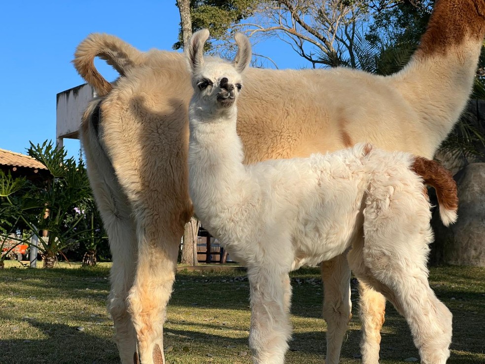 'Sunshine' é a mais nova moradora da "Fazendinha" de Marília (SP) — Foto: Fábio Modesto/TV TEM
