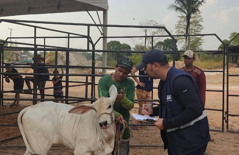 Municípios serão obrigados a vacinar seus animais. — Foto: Divulgação/Adaf