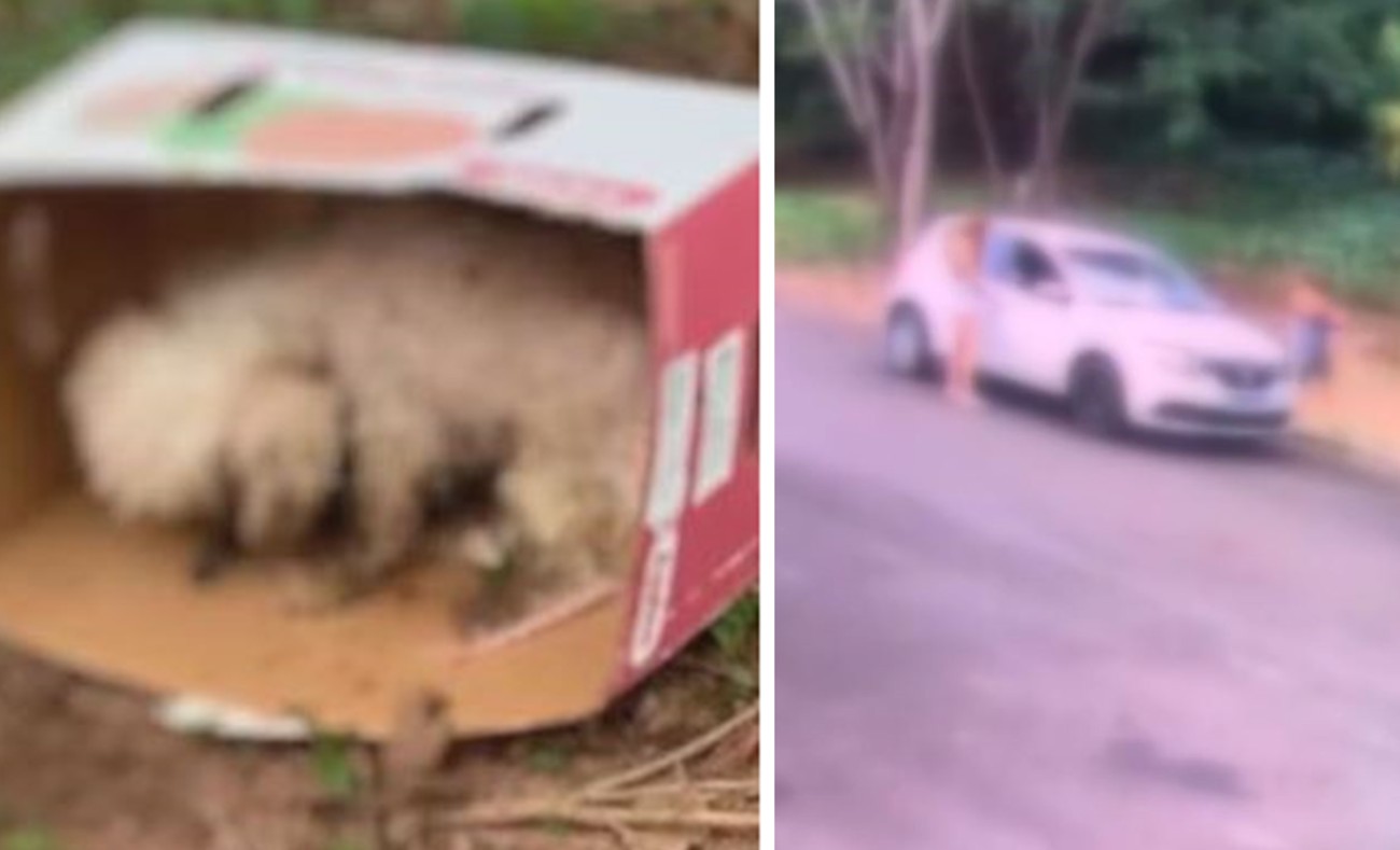 Morre cão shih tzu abandonado por mulheres em caixa de papelão em mata; VÍDEO flagrou crime