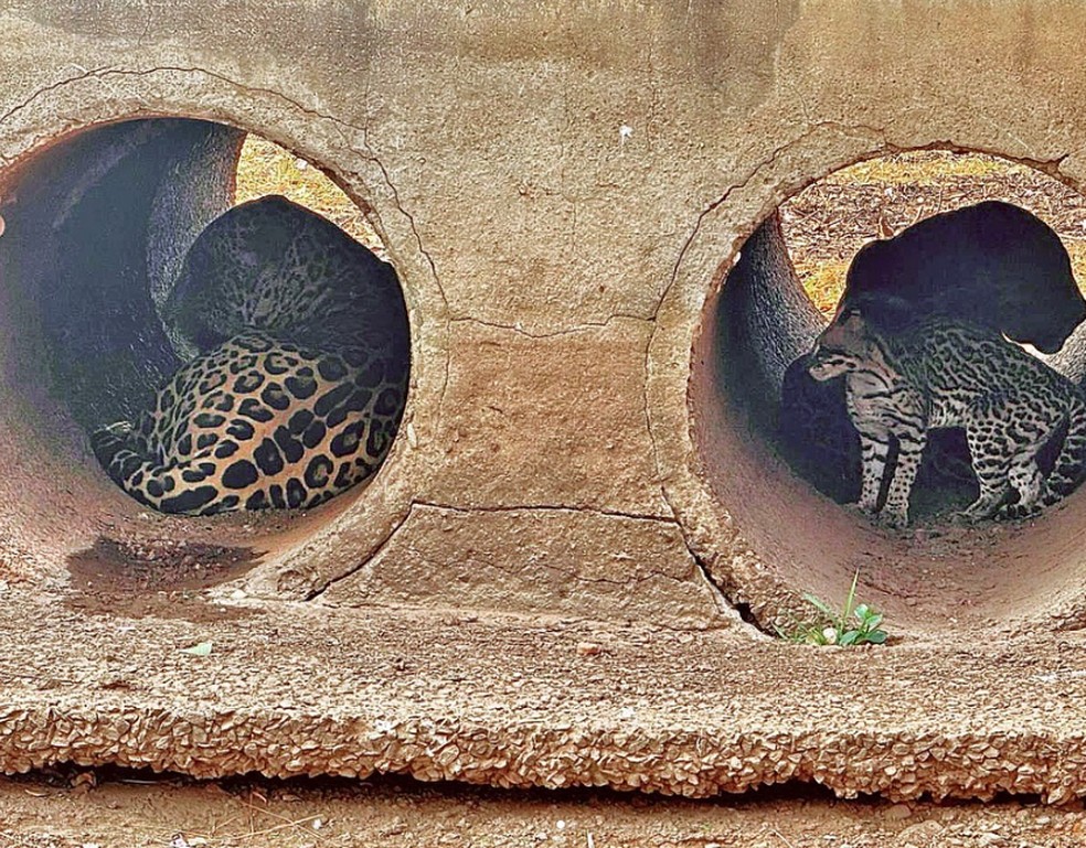 Onça e Jaguatirica ocupando o mesmo espaço, com medo do fogo, no Pantanal — Foto: Onçafari/Reprodução
