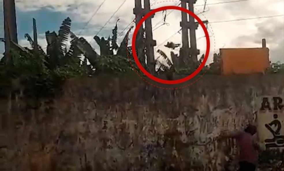 Cachorro é arremessado por cima de muro em Belém — Foto: Redes Sociais / Reprodução