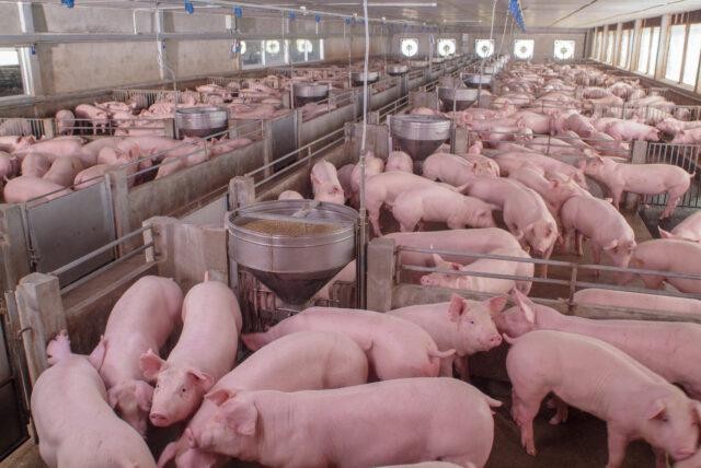 Mais caro que frango e boi, preço do porco tem alta de até 11,4% e perde competitividade, aponta USP