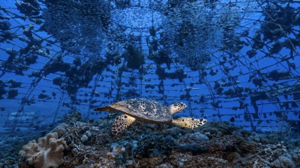 Uma tartaruga-de-pente dando uma conferida em um berçário de corais, no Golfo de Aqaba (ou Eilate), no norte do Mar Vermelho — Foto: TOM SHLESINGER