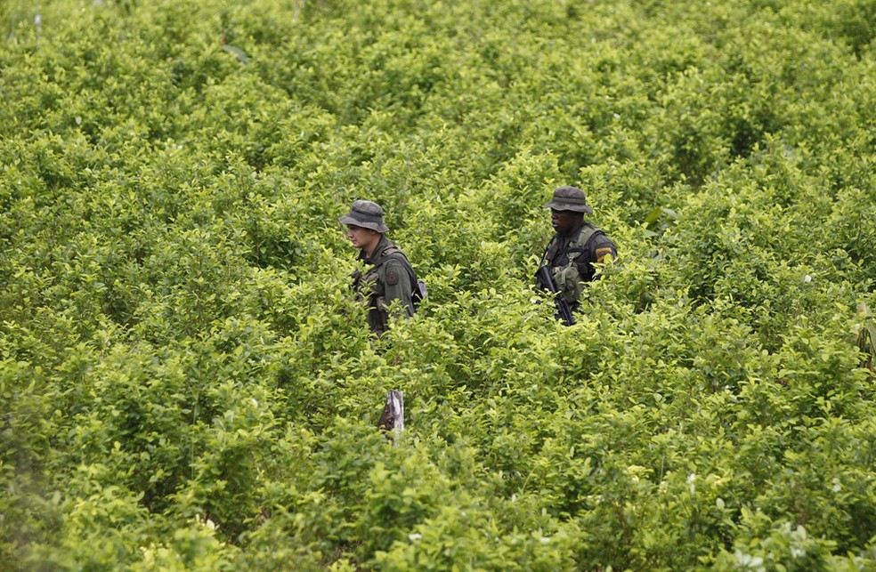 Polícia patrulha um campo de coca como parte de uma campanha de erradicação manual de cultivos ilícitos em San Miguel, na fronteira sul da Colômbia com o Equador. — Foto: Fernando Vergara/AP