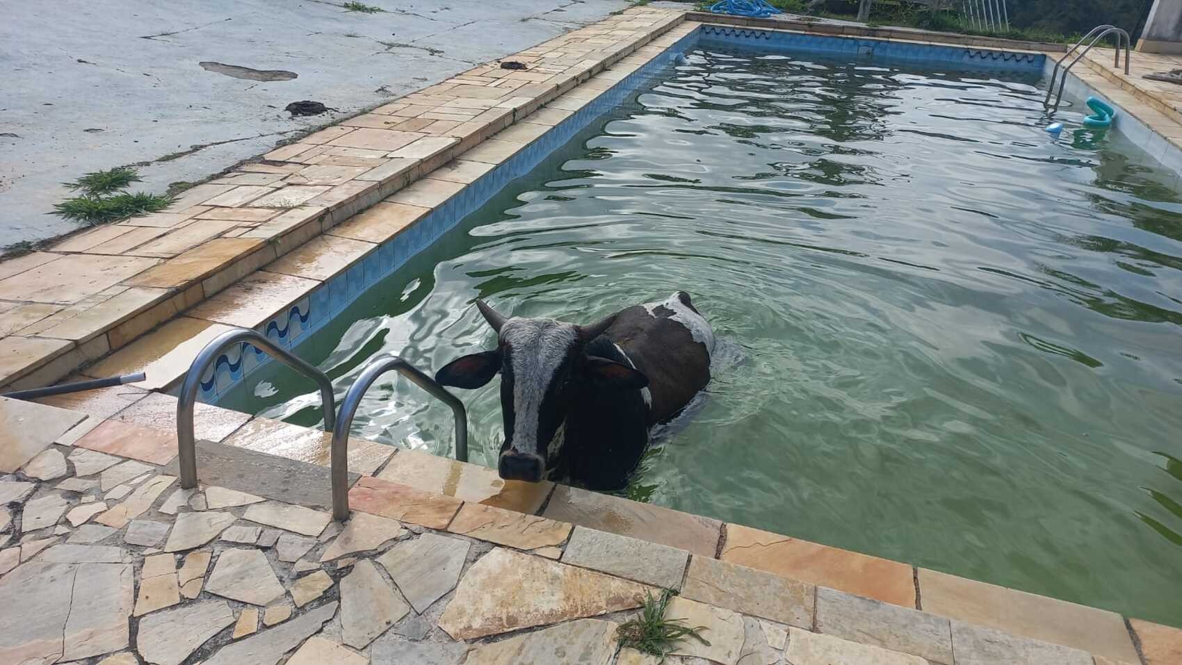 Vaca cai em piscina de propriedade rural na Grande SP