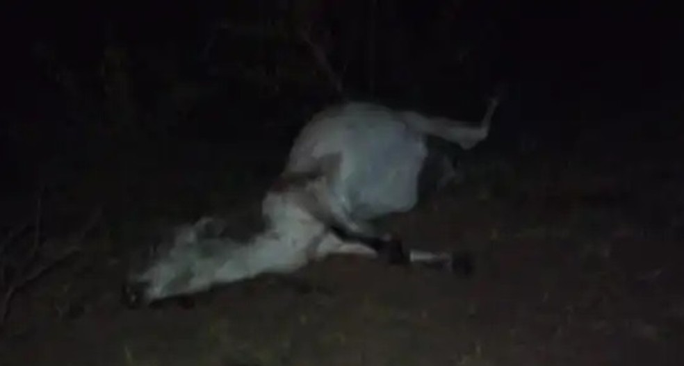 Animais morreram na estrada que liga Mariápolis (SP) e Caiabu (SP) — Foto: Diego Fernandes/Grupo Folha Regional
