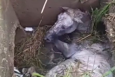 Cavalo é resgatado após cair em bueiro sem tampa em Ananindeua