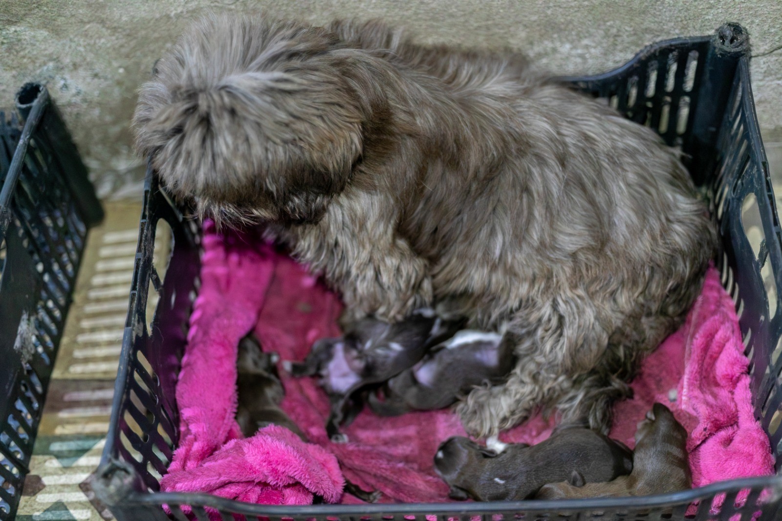 Animais são resgatados de canil clandestino em Cuiabá — Foto: Prefeitura de Cuiabá