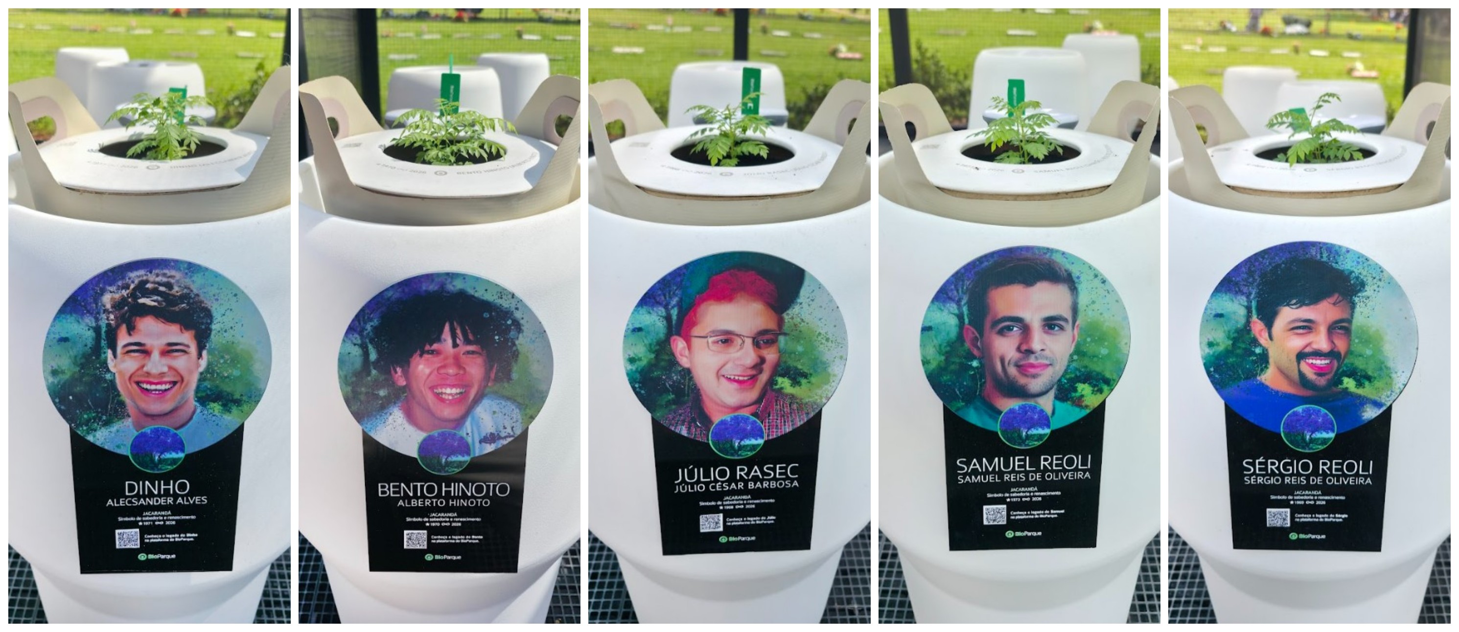 Quase dois meses após o plantio, sementes com cinzas dos Mamonas Assassinas germinam em cemitério de Guarulhos