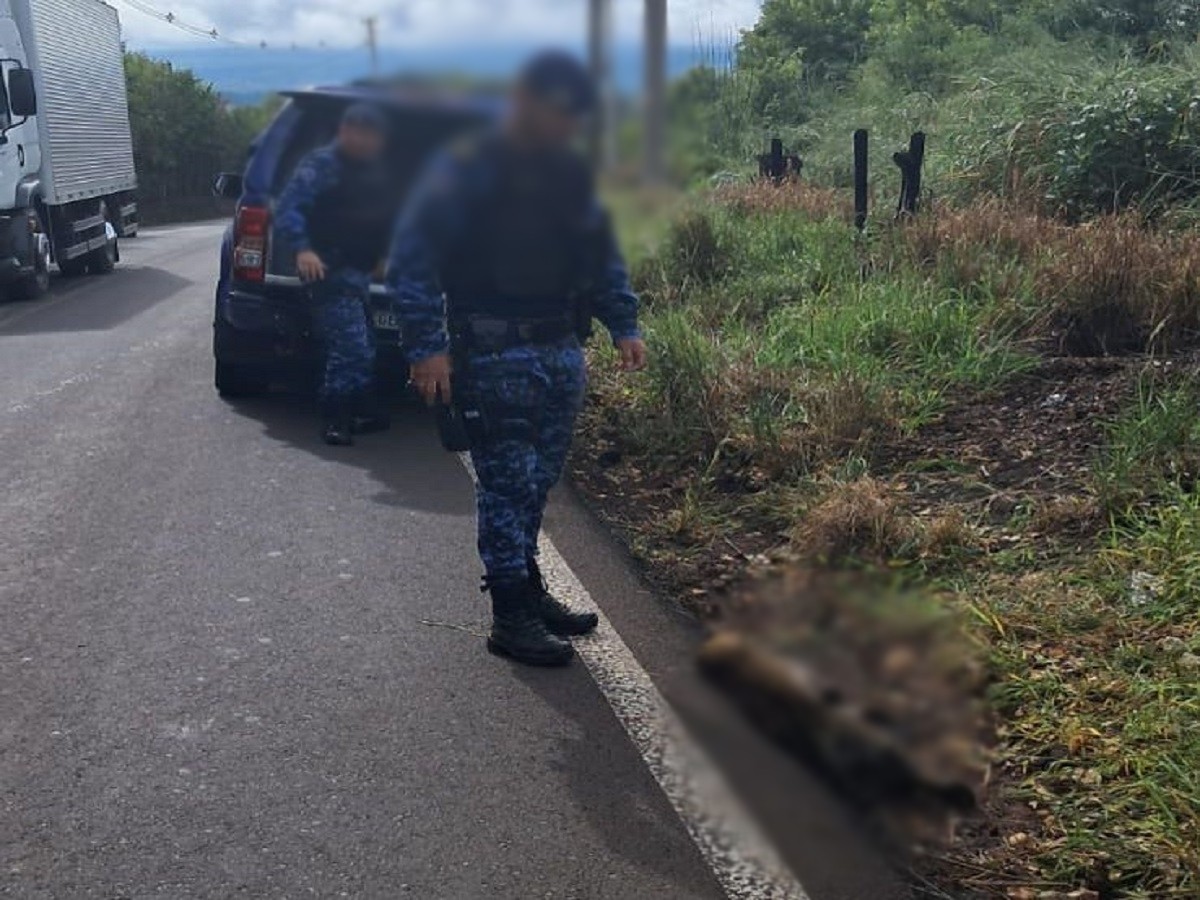 Jaguatirica é encontrada morta após atropelamento em rodovia de Botucatu