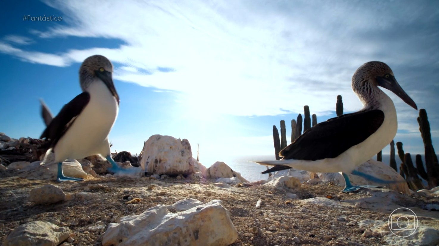 'Américas': a vida animal no México,
do deserto inóspito à ilha do romance