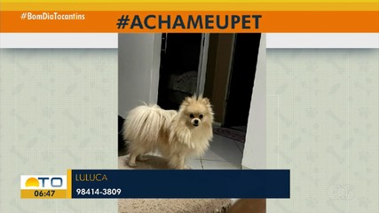 Tutor pede ajuda para encontrar cachorrinha Luluca em Palmas