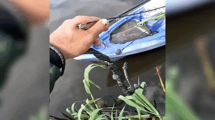 VÍDEO: Pescador fisga cobra 'sem querer' e quase é mordido durante pescaria em RO 