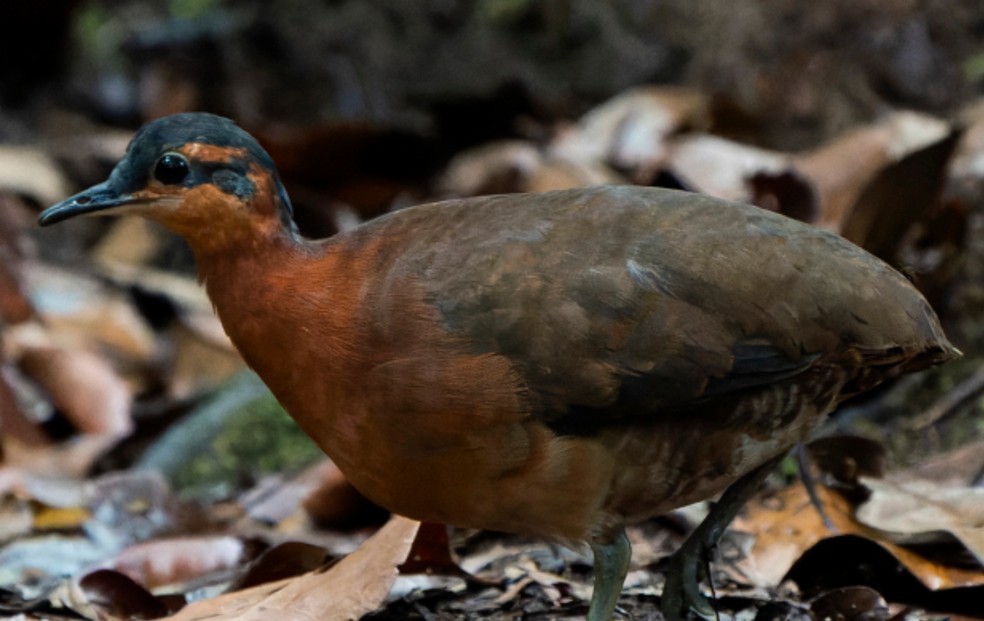 Tinamu-de-máscara-ardósia só existe no topo da Serra do Divisor, no interior do Acre — Foto: Luis Morais/Arquivo pessoal