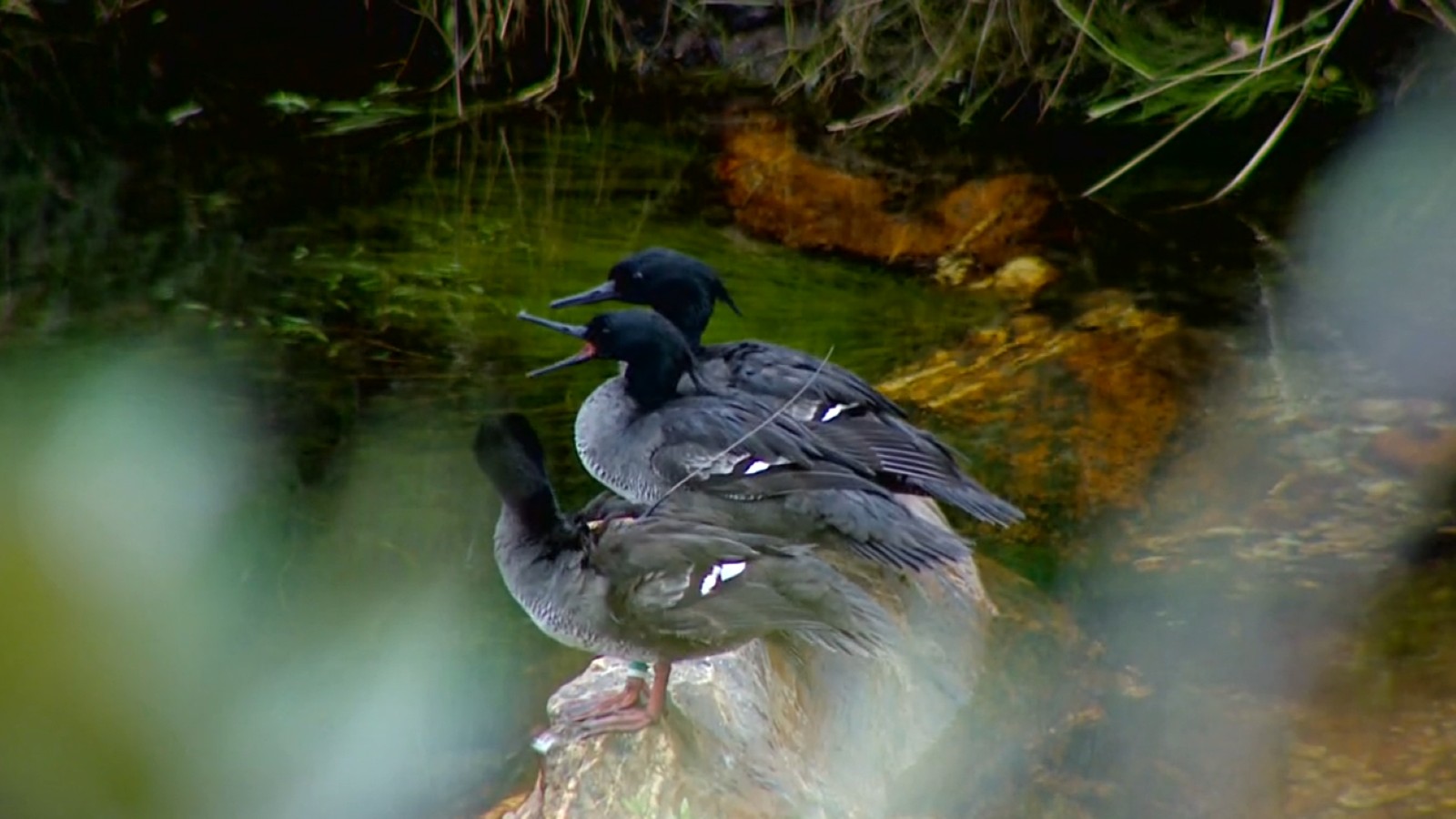 Você Não Tá Convidada pro Meu Bat Mitzvá!