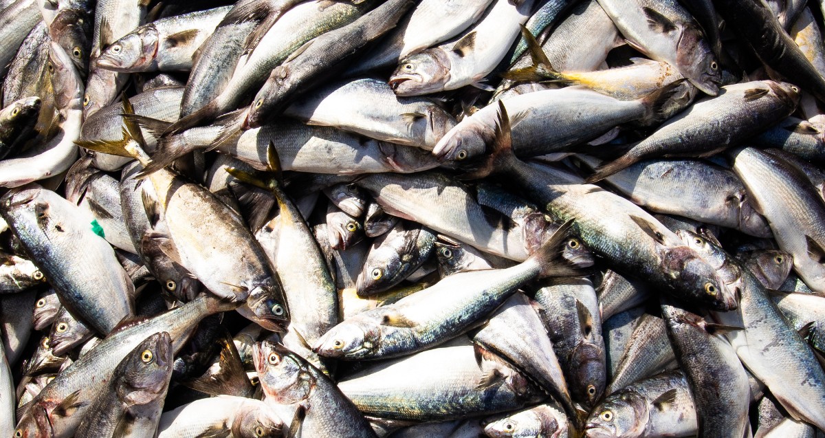 Safra da anchova movimenta economia e preserva cultura pesqueira em Florianópolis