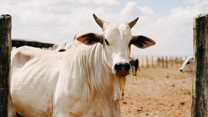 Suspeita de vaca louca em Minas afeta mercado da carne no país : r/brasil