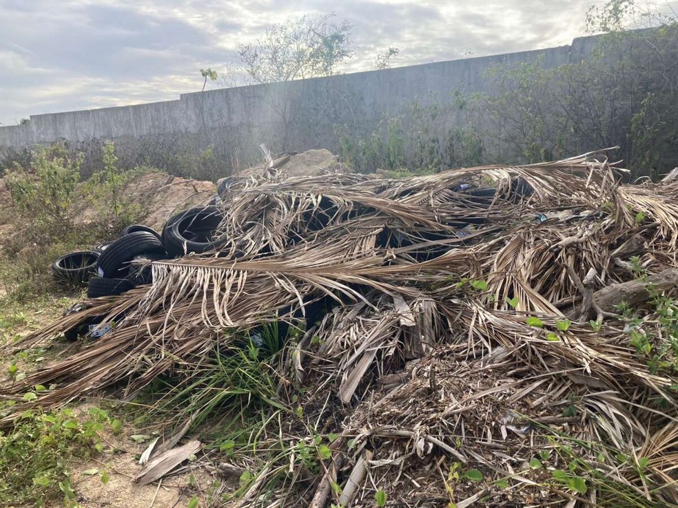 Outros 66 pneus furtados foram localizados em um terreno baldio no Bairro Ancuri, em Fortaleza. — Foto: Polícia Civil/ Divulgação