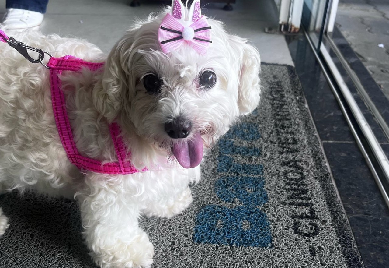 Você Não Tá Convidada pro Meu Bat Mitzvá!