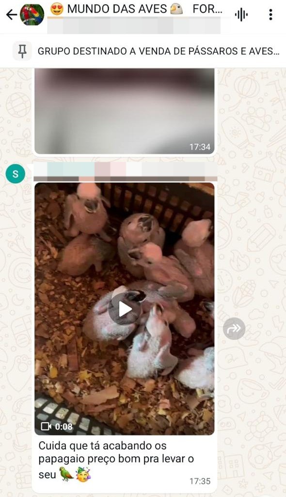 Traficantes usam grupos de mensagens para vender animais silvestres. — Foto: Ibama/Reprodução