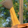 Durante o período de inverno, o milho chega ao seu ponto ideal de colheita. Mesmo com a seca, os produtores da região de Assis (SP) estão otimistas com a produção da safra.