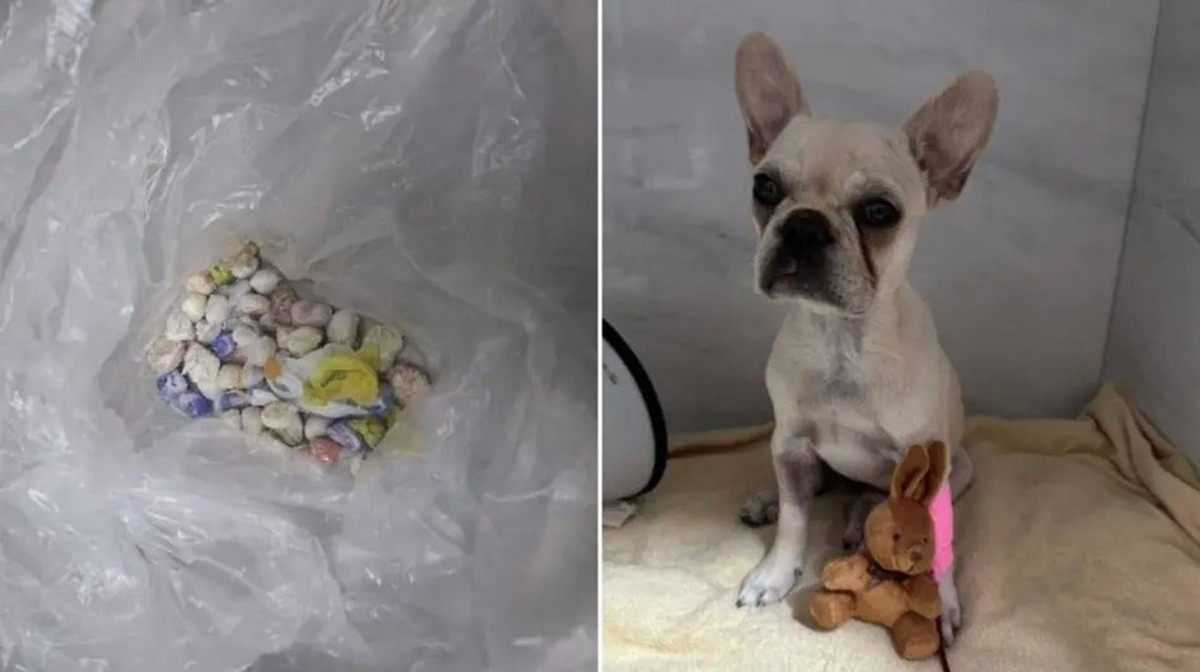 Filhote de buldogue francês ingere mais de 50 pedras de crack e tutora é detida em SC