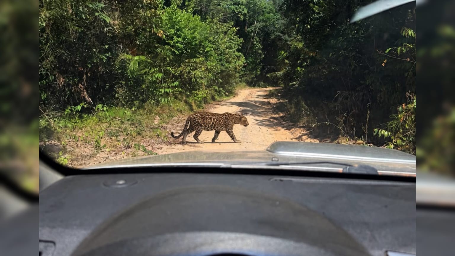 Onça-pintada aparece em estrada de terra de Juruti, no Pará