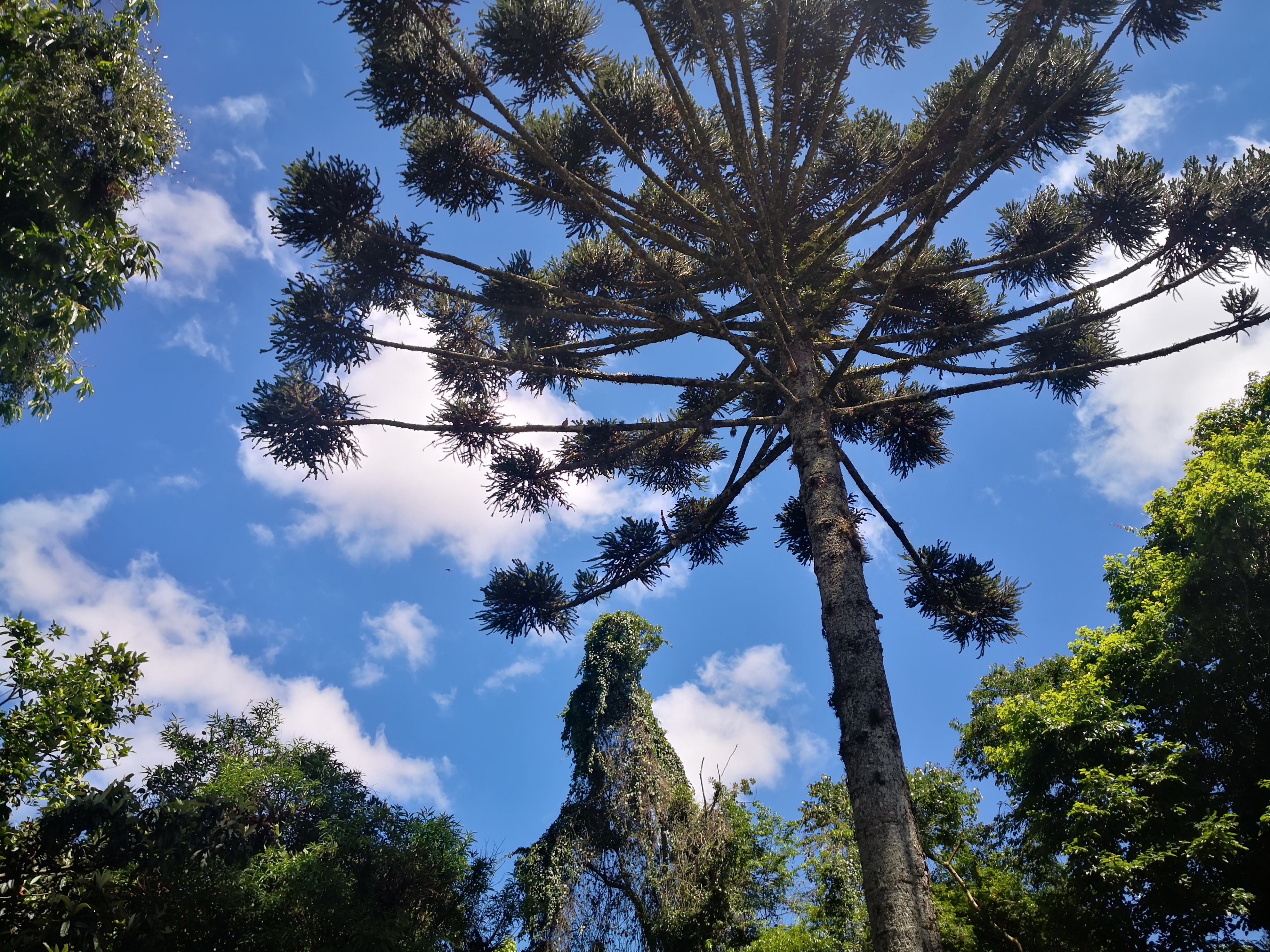 Paraná terá temperaturas de 5ºC a 34ºC no fim de semana, dependendo da região; veja previsão do tempo