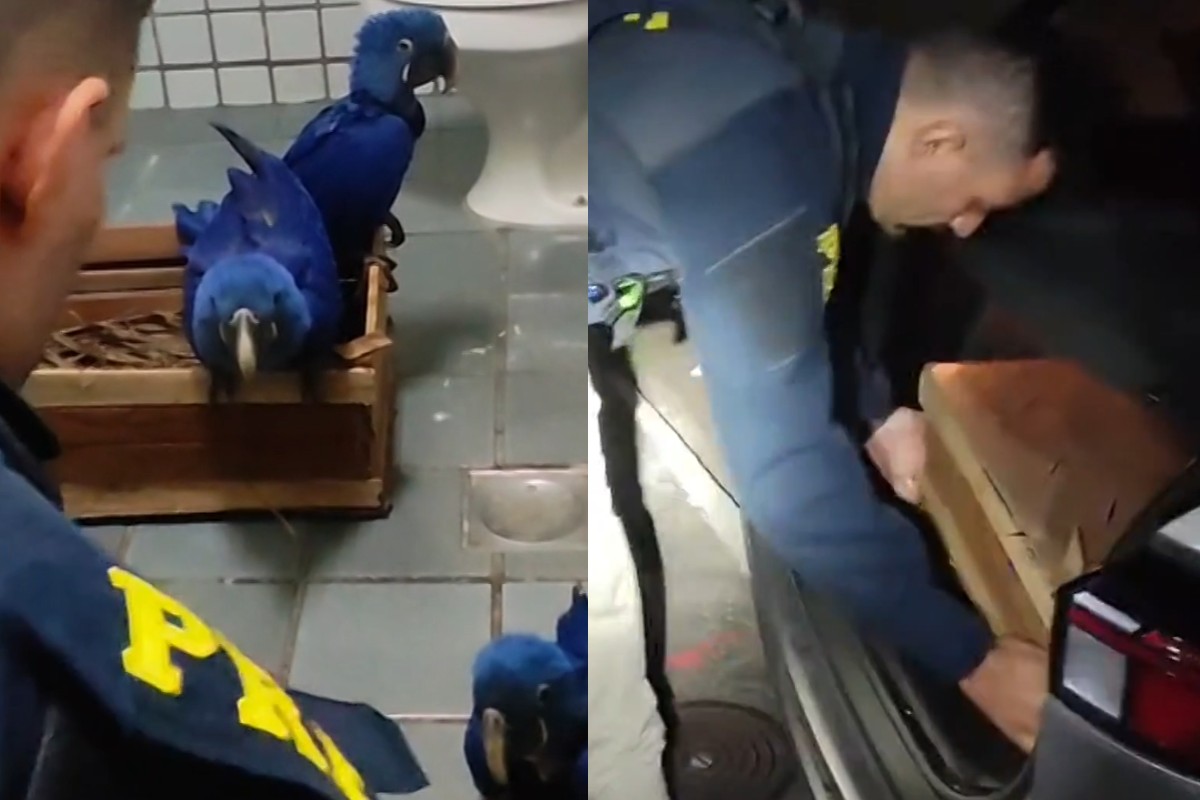VÍDEO: araras-azuis são resgatadas em caixa de madeira no porta-malas de carro na BR-381, em MG