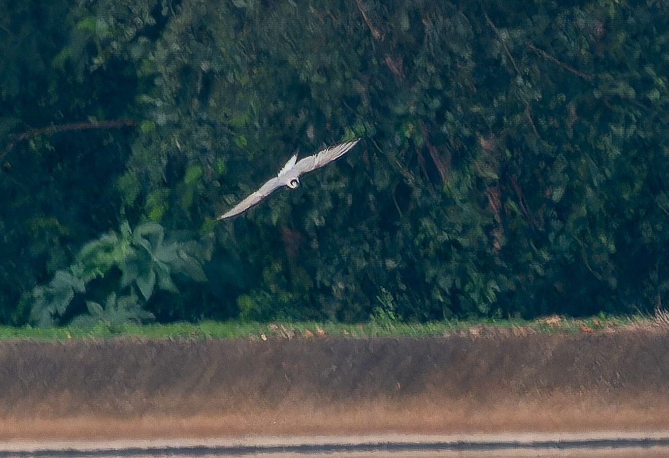 Ave marinha que faz a maior migração do planeta é registrada pela 1ª vez em Campinas, SP