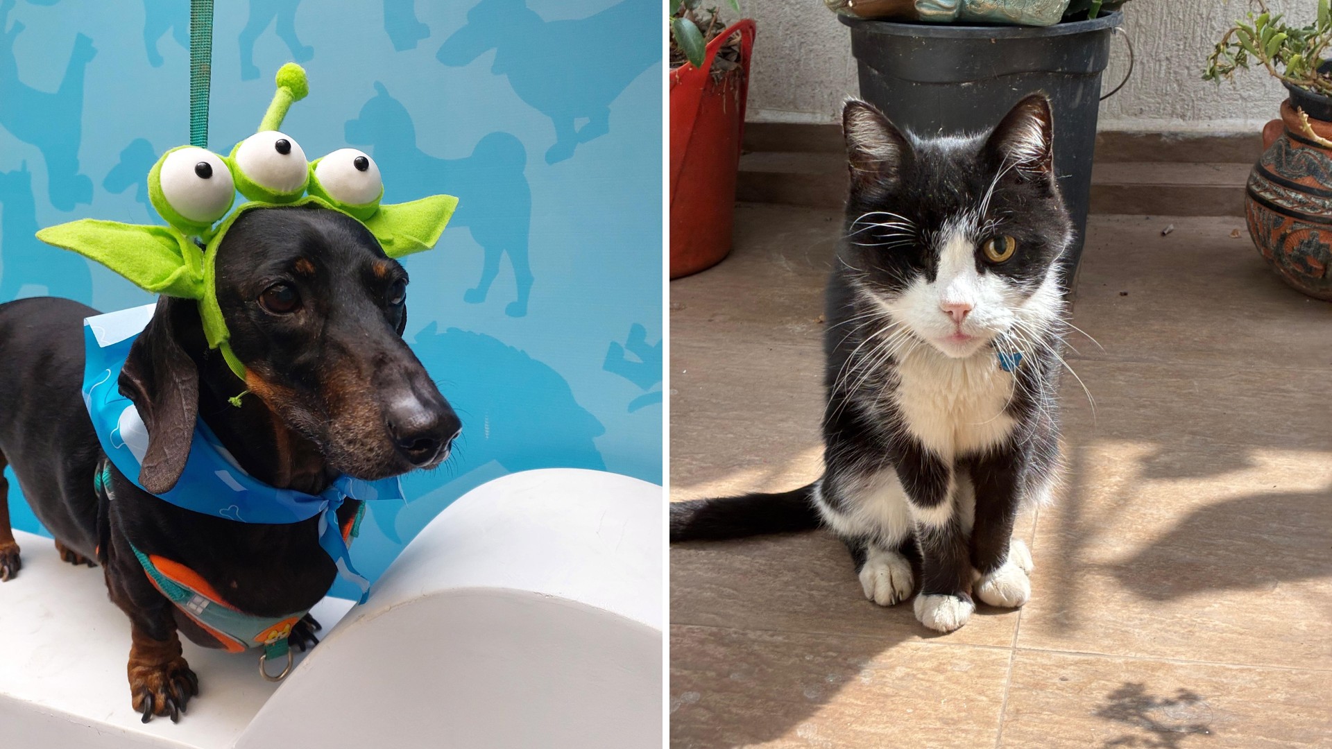 Pets enxergam cores? Veterinários detalham características da visão de cães e gatos