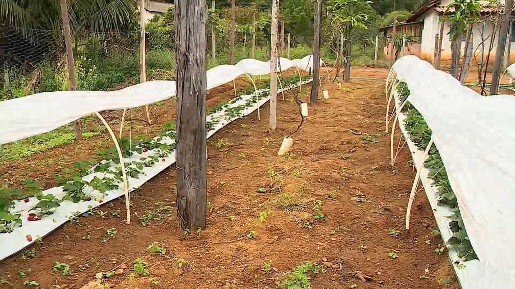 Cultivo de morango em Colatina, ES. — Foto: Reprodução/TV Gazeta