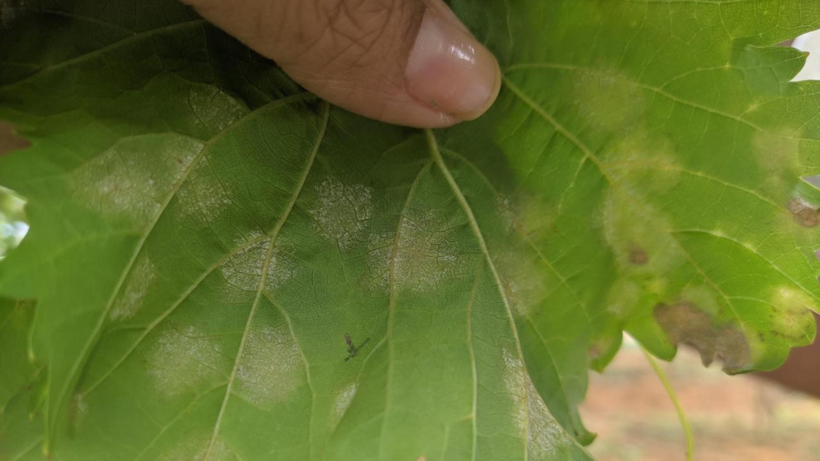 Aplicação preventiva de fungicidas é aliada do controle do míldio