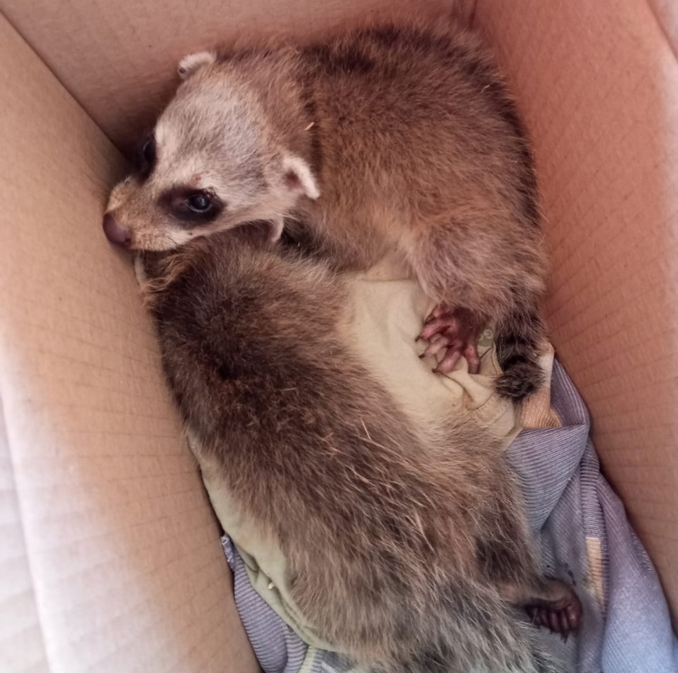 Filhotes de guaxinim foram resgatados no interior do RN — Foto: Divulgação