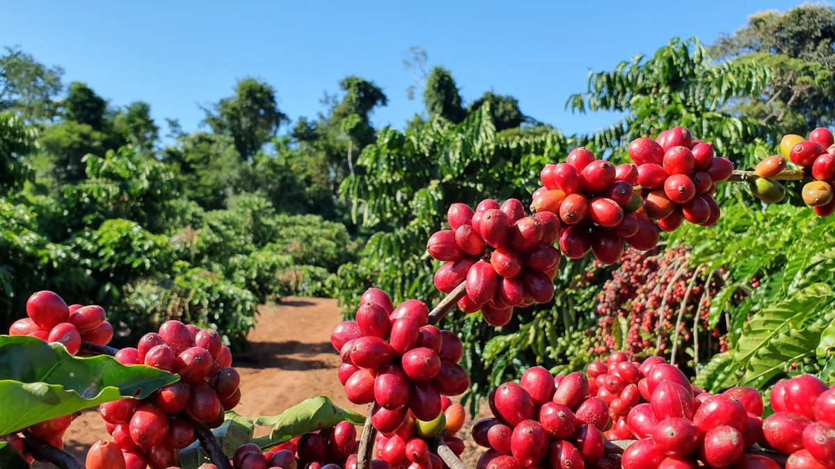 Robusta Amazônico – Cultivar híbrida de café – BRS 3210 - Portal Embrapa