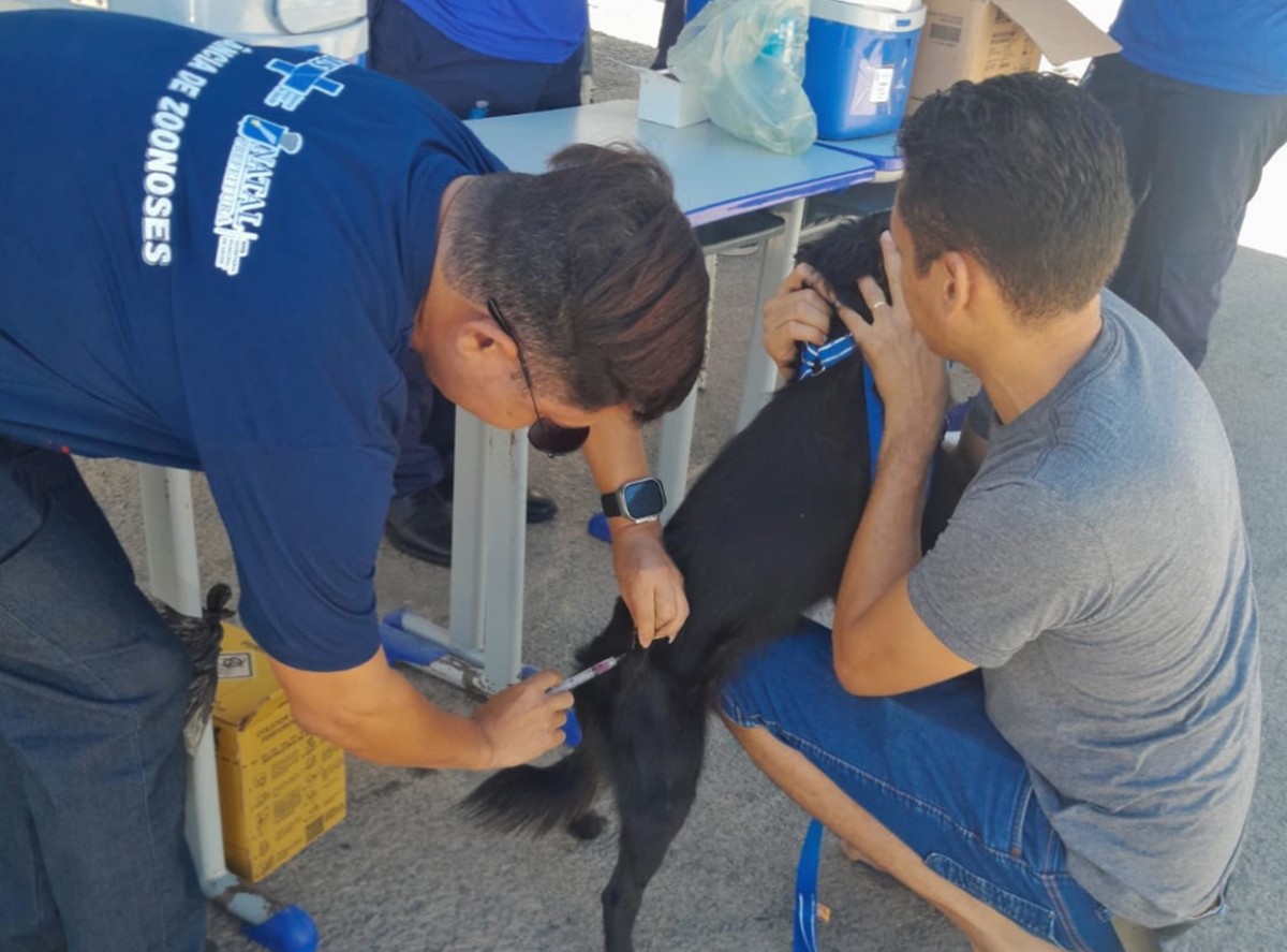 Natal inicia vacinação antirrábica porta a porta de cães e gatos; veja bairros
