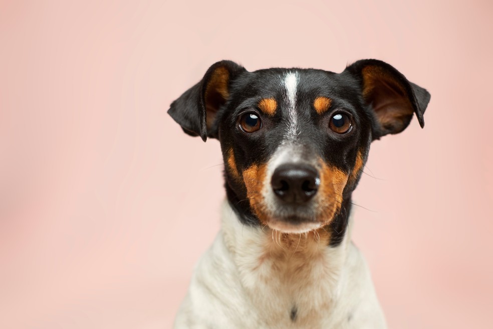 Cães e gatos deverão ser cadastrados e chipados no Rio de Janeiro — Foto: Foto de Victor Grabarczyk/ Unsplash