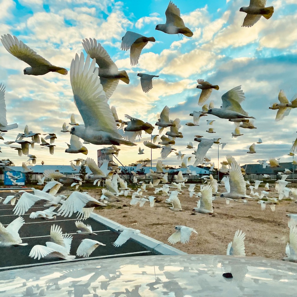 'Os Pássaros', de George Allen, ficou com o 2º lugar na categoria 'Animais'. Foto tirada na Austrália — Foto: George Allen/iPhone Photography Awards
