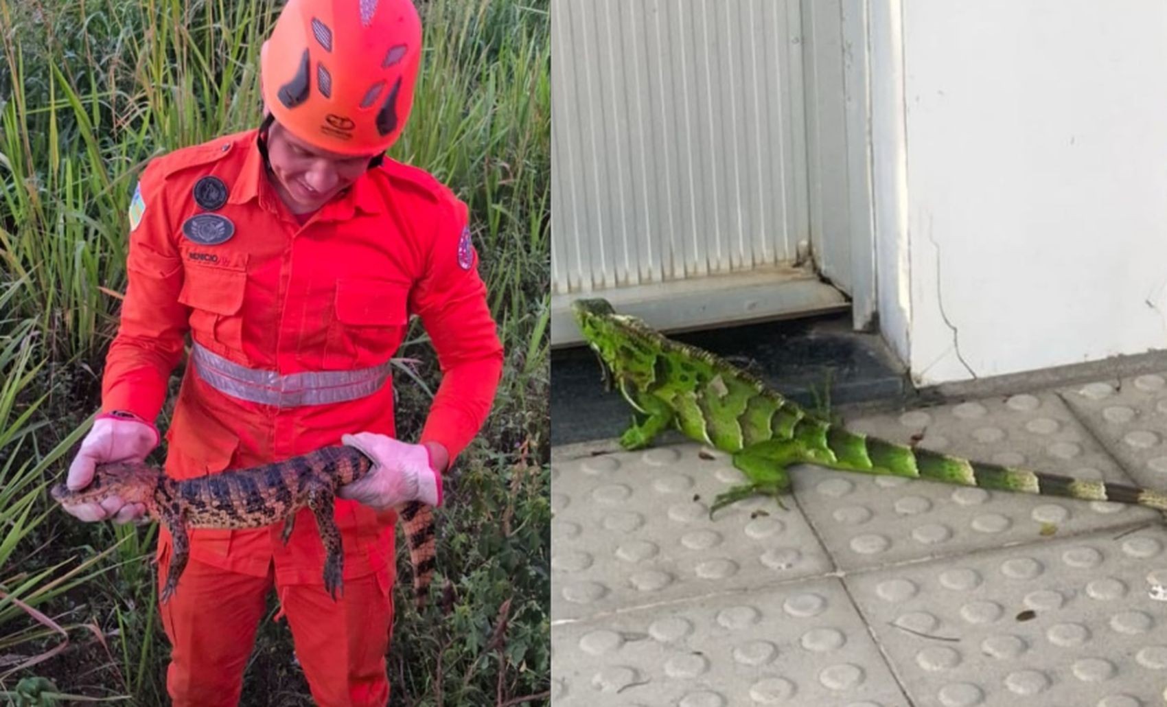 Jacaré e iguana são resgatados em cidades do interior de Sergipe