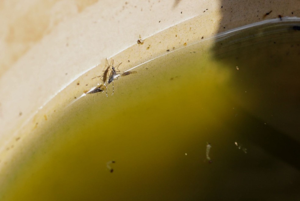 Mosquito Aedes aegypti em local com água parada. — Foto: Prefeitura de Porto Velho/Divulgação