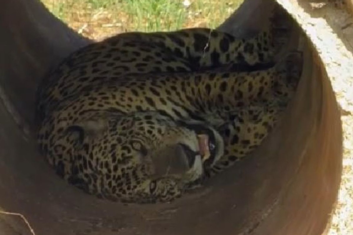 VÍDEO: Onça-pintada se esconde em lugar inusitado para tirar cochilo no Pantanal