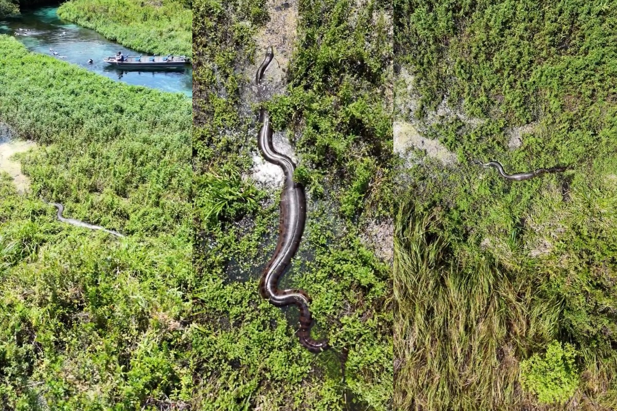 À procura de casal de sucuris, fotógrafo sobe drone e tem surpresa com cobras gigantes em Bonito