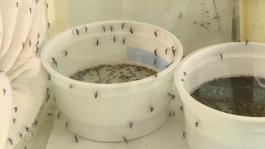 Mais da metade dos bairros de Campina Grande apresenta alto risco de infestação por Aedes aegypti
