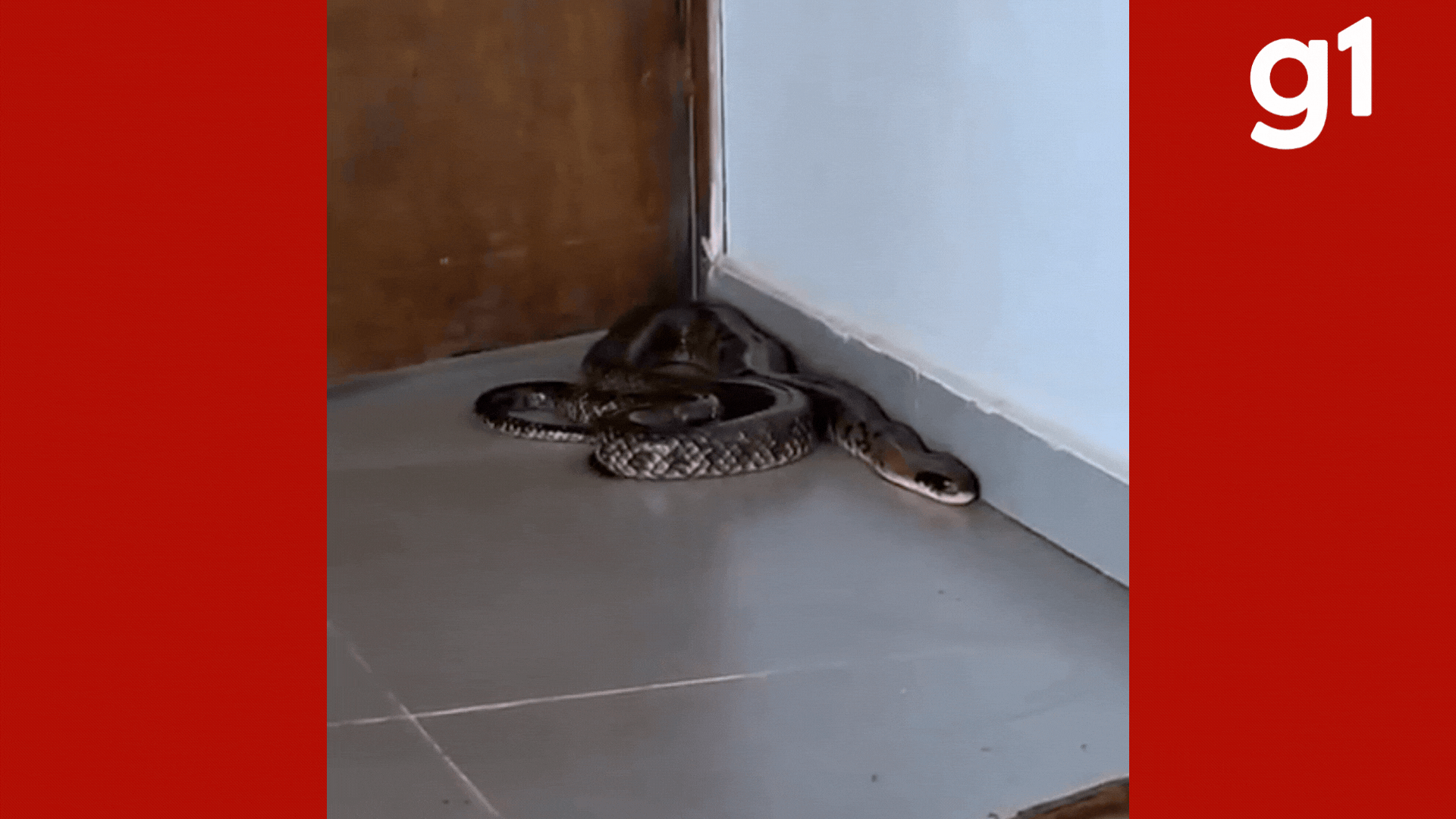 VÍDEO: Cobra de mais de 2 metros é encontrada dentro de secretaria municipal em Mato Grosso